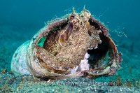 Octopus In Plastic Bottle. Indonesia