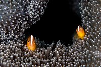 Anemonefish Pair. Indonesia