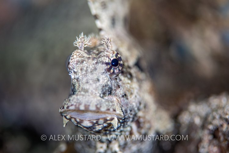 Ceram Blenny. Indonesia