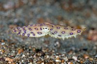 Blue Ring Octopus Swims. Indonesia