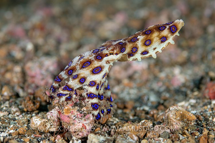Blue Ring Octopus. Indonesia