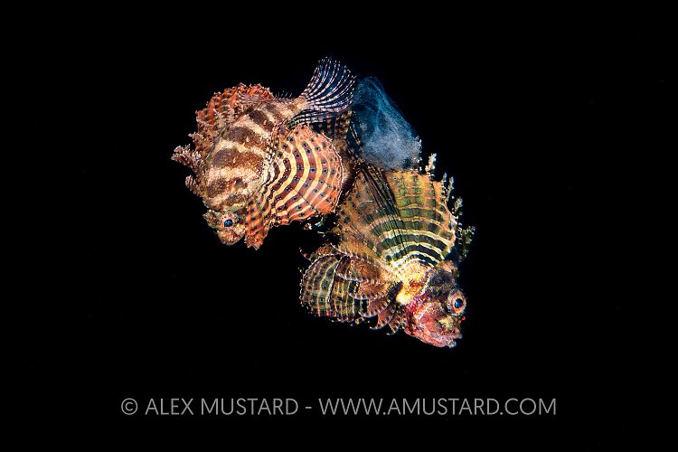 Spawning Lionfish. Indonesia
