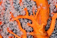 Goby On Fan. Indonesia