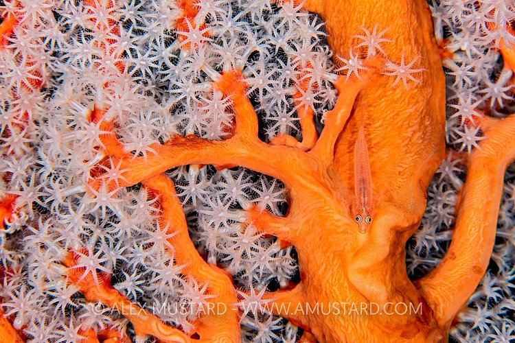Goby On Fan. Indonesia