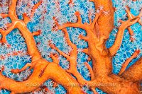 Gobies On Fan. Indonesia