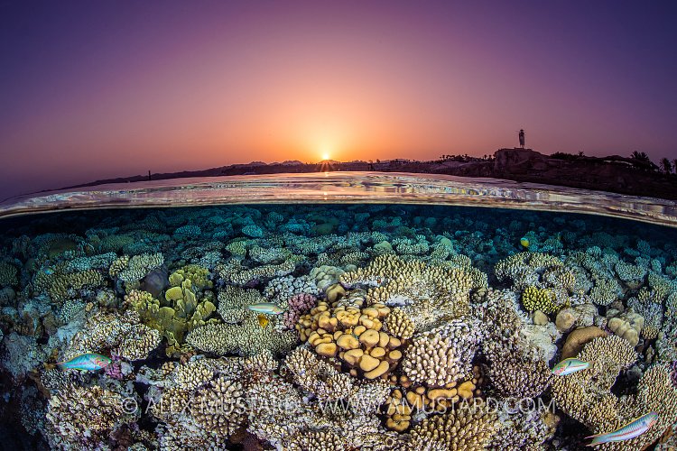 Coral Reef At Sunset. Egypt