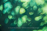 Surface Bokeh. Egypt