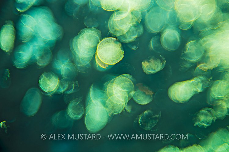 Surface Bokeh. Egypt