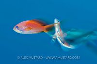 Anthias Courtship. Egypt