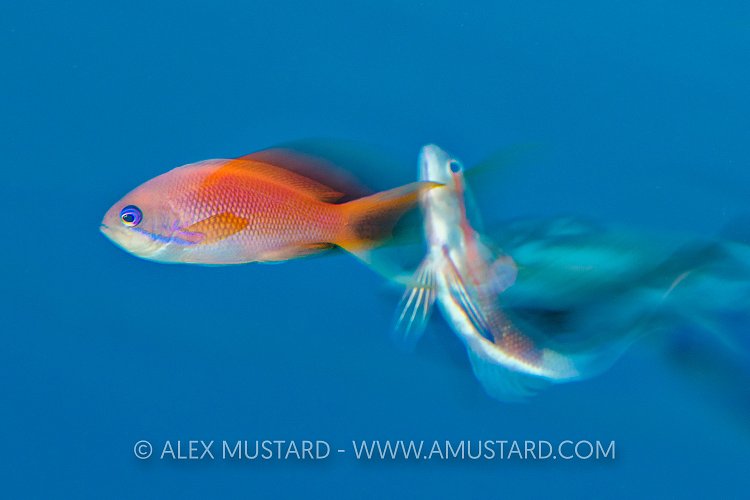 Anthias Courtship. Egypt