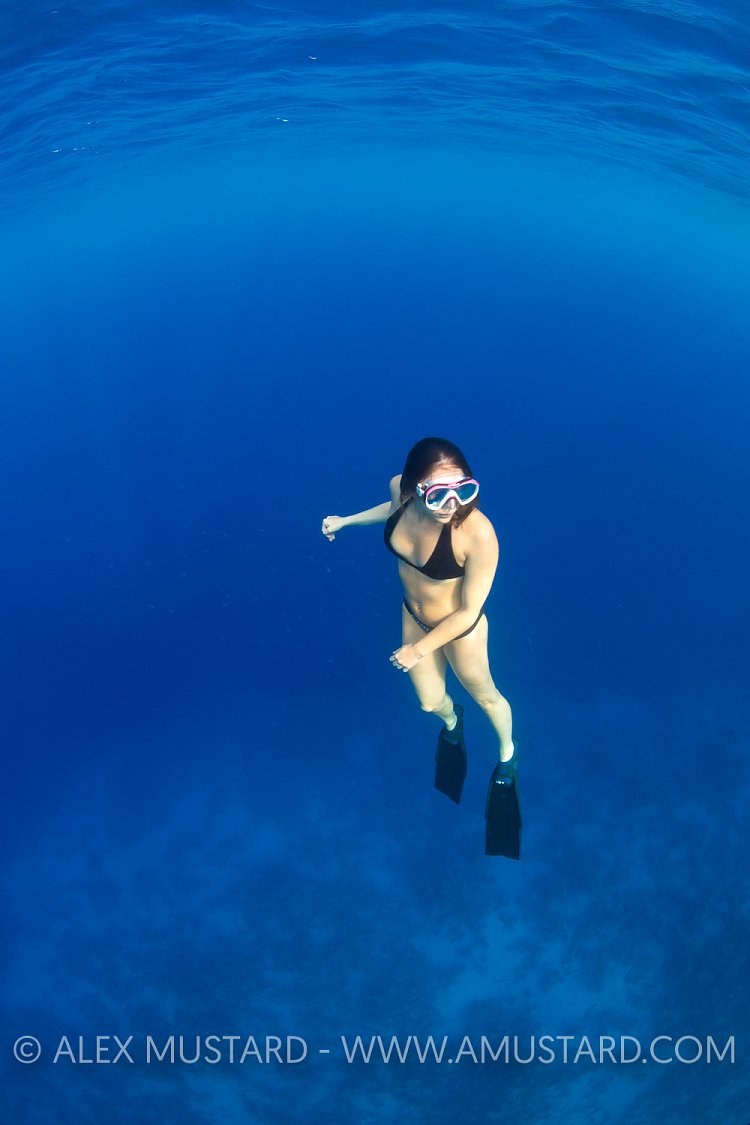 Freediver In Blue. Egypt