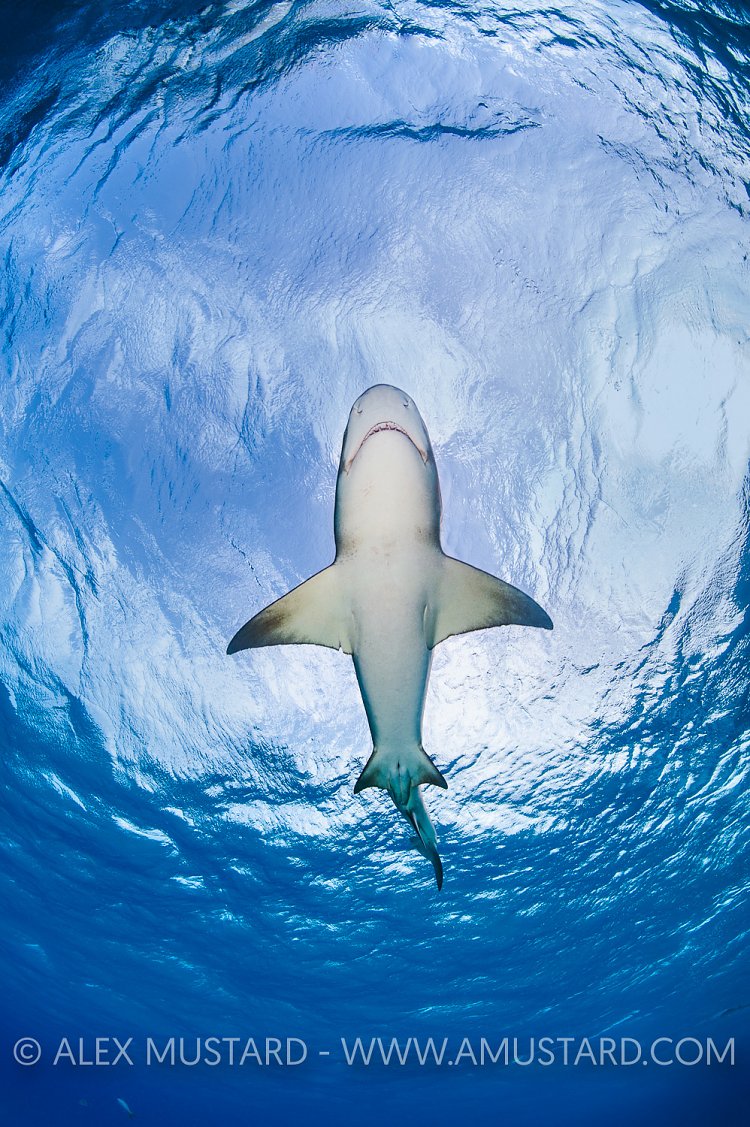 Lemon Shark From Below. Bahamas