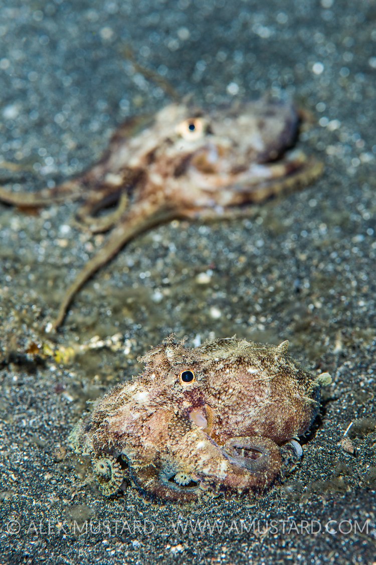 Plain Spot Octopus, Indonesia
