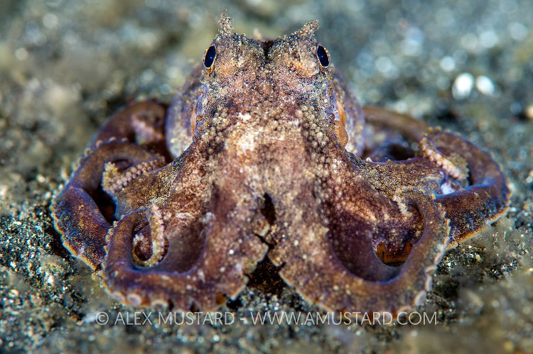 Plain Spot Octopus, Indonesia