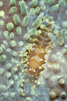 Corallimorph Shrimp, Indonesia