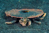 Disk Carry Crab, Indonesia