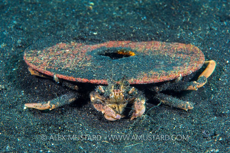 Disk Carry Crab, Indonesia