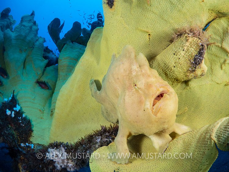 Giant Frogfish, Indonesia