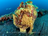 Giant Frogfish, Indonesia