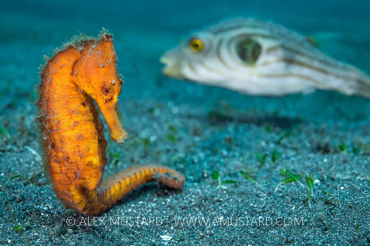 Orange Seahorse. Indonesia