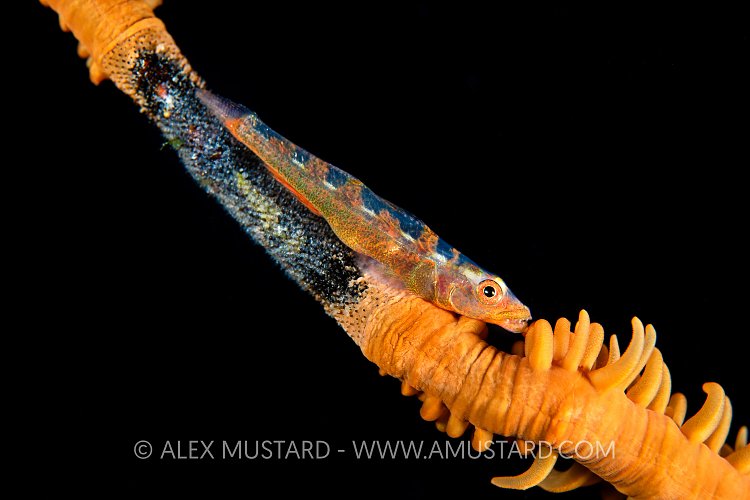 Wire Coral Goby With Eggs, Indonesia