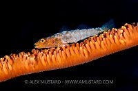 Diseased Goby, Indonesia