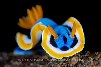 Nudibranch Portrait, Indonesia