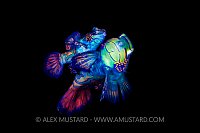 Spawning Mandarinfish. Indonesia