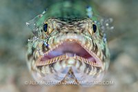 Lizardfish Cleaned By Shrimps. Indonesia