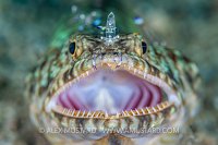 Lizardfish Cleaned By Shrimps. Indonesia