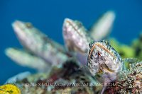 5 Lizardfish Waiting. Indonesia