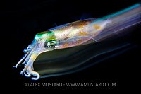 Reef Squid Blur. Indonesia