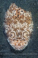 Stargazer Portrait. Indonesia