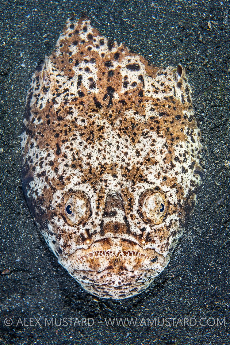 Stargazer Portrait. Indonesia