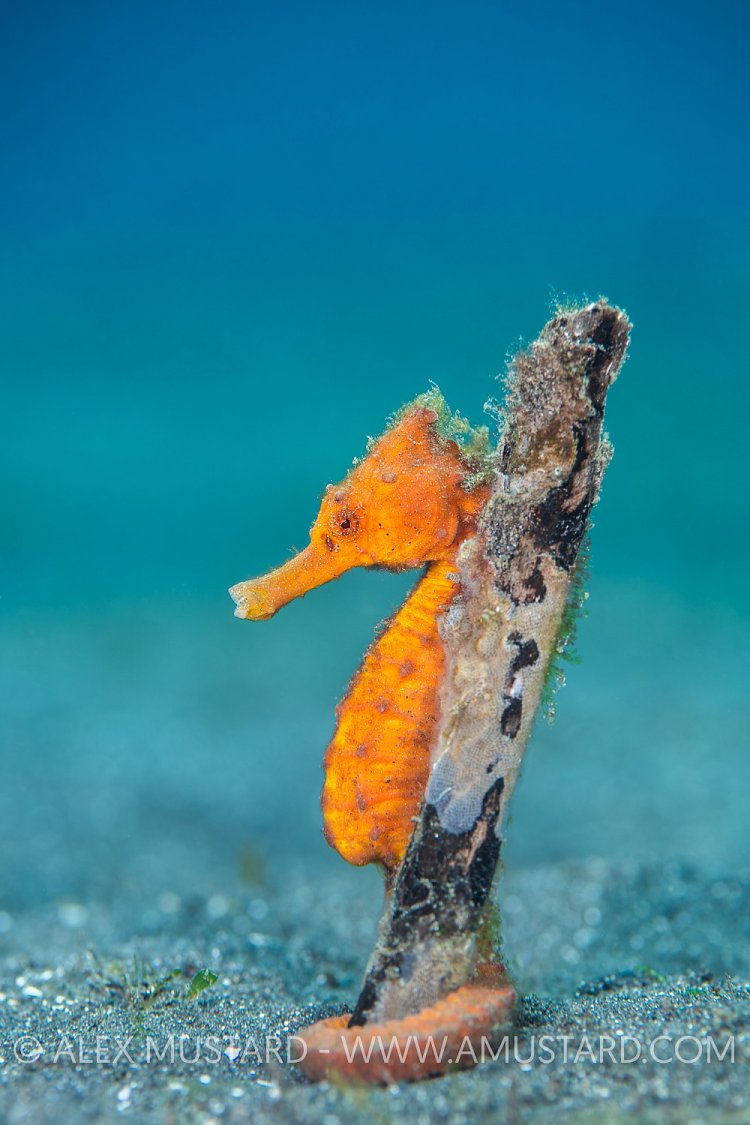 Orange Seahorse Portrait. Indonesia