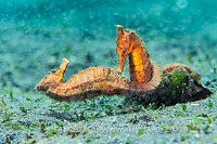 Orange Seahorse. Indonesia