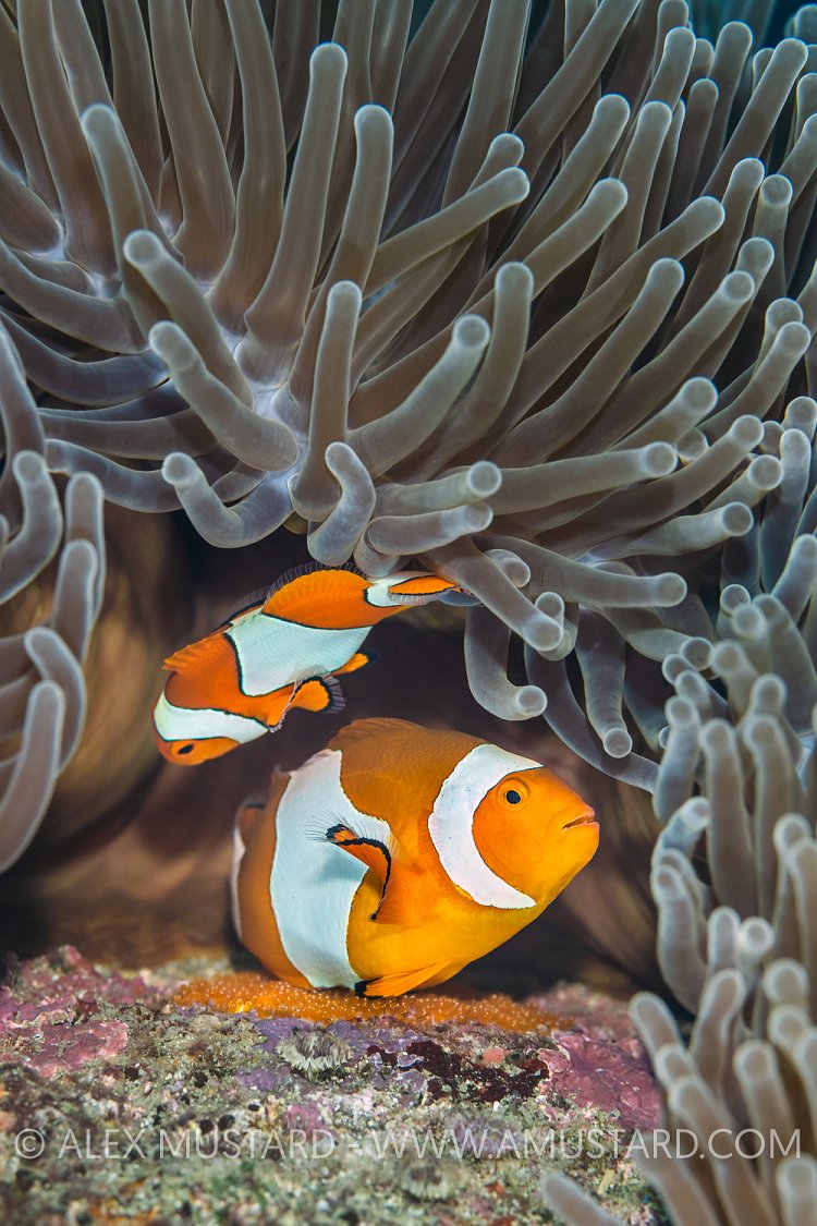 Spawning Clownfish. Indonesia