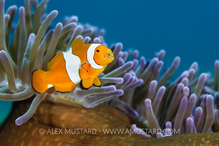 Yawning Clownfish. Indonesia