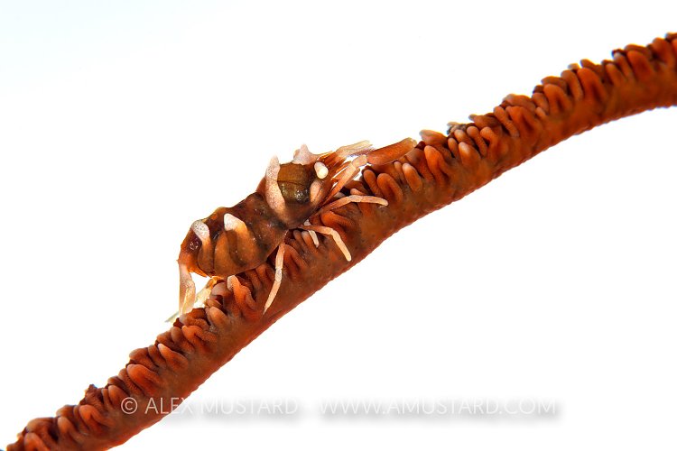 Shrimp On White. Indonesia