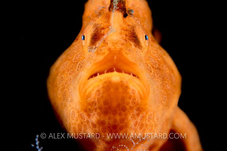Orange Frogfish, Indonesia