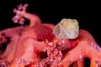 Pygmy Cuttlefish, Indonesia