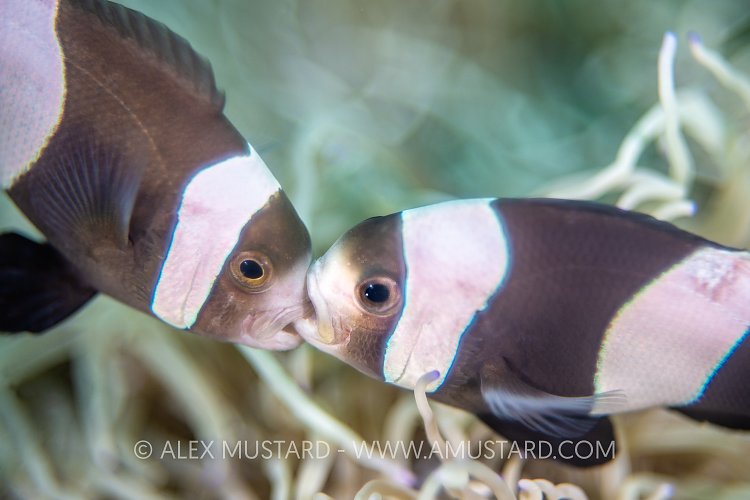 Fighting Nemo. Indonesia