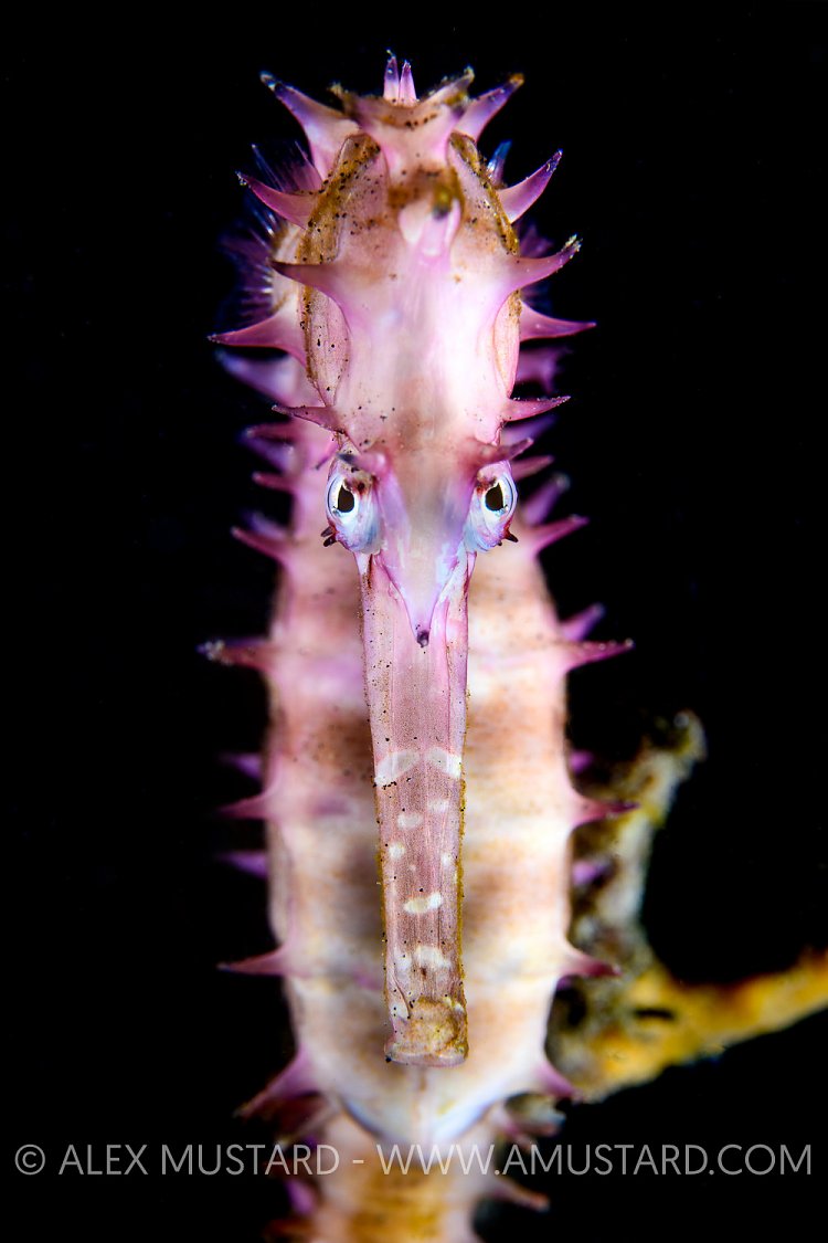 Seahorse Portrait. Indonesia