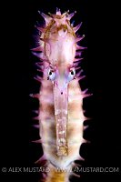 Seahorse Portrait. Indonesia