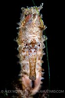 Seahorse Portrait. Indonesia