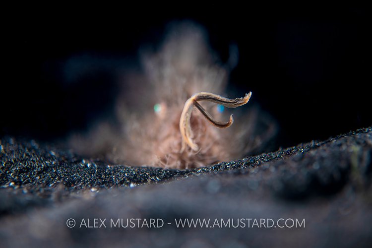 Frogfish Fishing. Indonesia