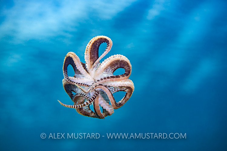 Swimming Mimic Octopus, Indonesia