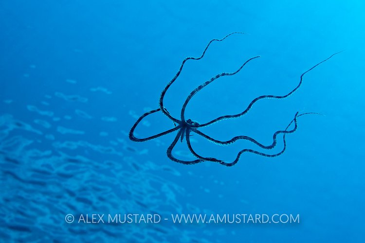 Swimming Mimic Octopus, Indonesia