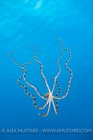 Swimming Mimic Octopus, Indonesia