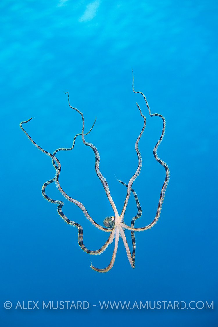 Swimming Mimic Octopus, Indonesia